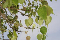 Ficus religiosa